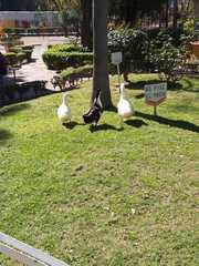 Anas platyrhynchos domesticus