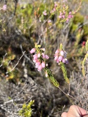 Erica tenella