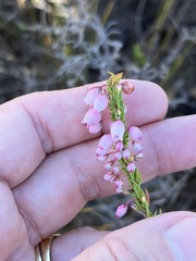 Erica tenella