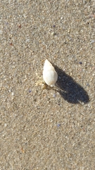 Diogenes brevirostris