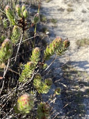 Xiphotheca fruticosa