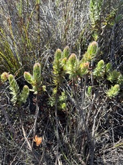 Xiphotheca fruticosa