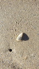 Diogenes brevirostris