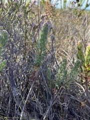 Xiphotheca fruticosa