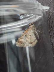 Xanthorhoe spadicearia