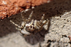 Salticus scenicus
