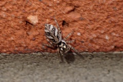 Salticus scenicus