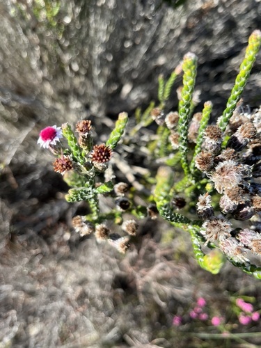 Image of Lachnospermum imbricatum by (c) Charleen Brunke, some rights reserved (CC BY)