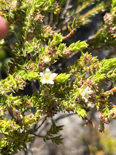 Image of Diosma arenicola by (c) Charleen Brunke, some rights reserved (CC BY)