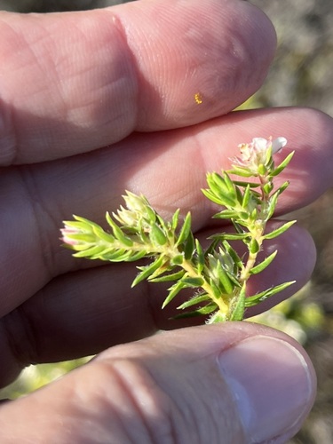 Image of Diosma arenicola by (c) Charleen Brunke, some rights reserved (CC BY)