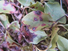 Mycosphaerella pyrolae