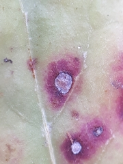 Mycosphaerella pyrolae