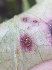 Mycosphaerella pyrolae