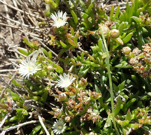 Image of Delosperma inconspicuum by (c) Nicola van Berkel, some rights reserved (CC BY-SA)