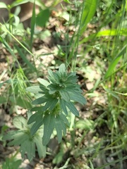 Lamium amplexicaule orientale