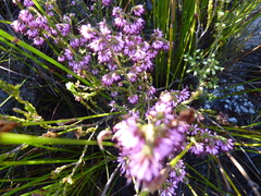 Erica globiceps consors