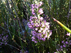 Erica globiceps consors