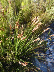 Elegia spathacea