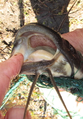 Clarias ngamensis
