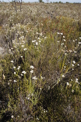 Passerina paleacea