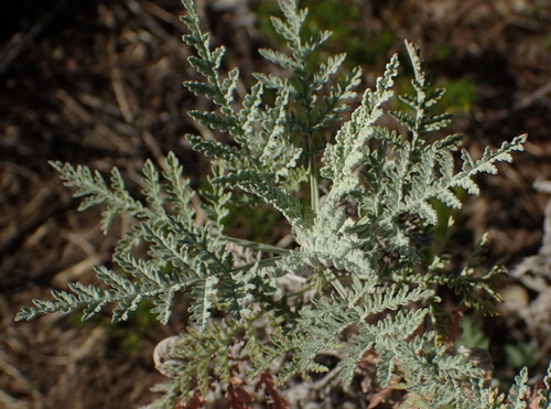 African wormwood