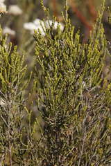 Passerina paleacea