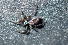 Textrix denticulata