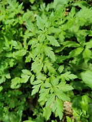 Chaerophyllum aureum