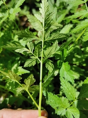 Chaerophyllum aureum