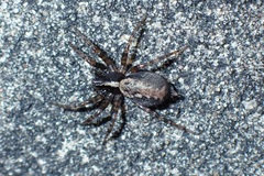 Textrix denticulata