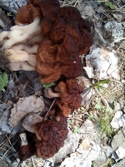 Gyromitra