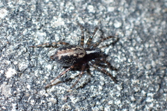 Textrix denticulata