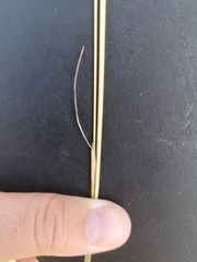 Hyperthelia dissoluta