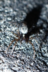 Textrix denticulata