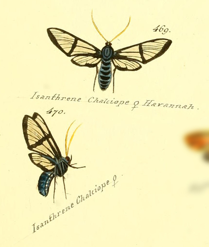 Nyridela chalciope