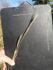 Hyperthelia dissoluta