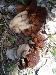 Gyromitra