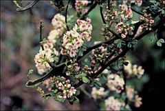 Carmichaelia odorata