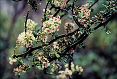 Carmichaelia odorata