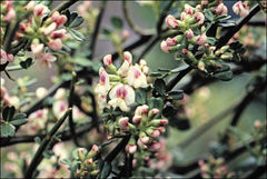 Carmichaelia odorata