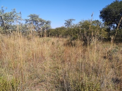 Hyperthelia dissoluta