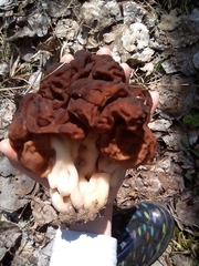 Gyromitra