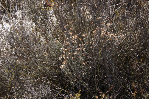 Image of Lachnospermum fasciculatum by (c) Tony Rebelo, some rights reserved (CC BY-SA)