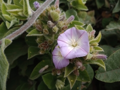 Convolvulus canariensis image