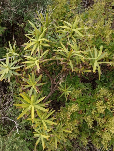 Bupleurum salicifolium image