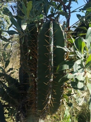 Cereus jamacaru