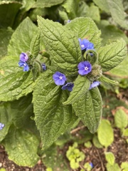 Pentaglottis sempervirens