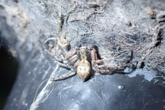 Philodromus aureolus