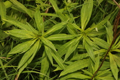 Chamaenerion angustifolium