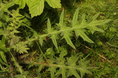 Cirsium vulgare